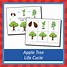 Image result for Apple Tree Life Cycle Activities for Preschoolers