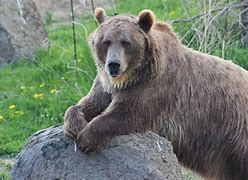 Image result for Grizzly Logo