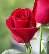 Image result for Red Rose Pic