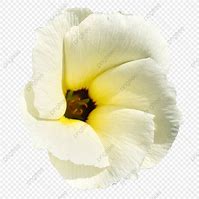 Image result for White Flower Side View