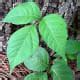 Image result for Poison Ivy Plant Found in Louisiana