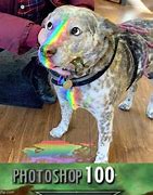 Image result for Rainbow Dog Meme