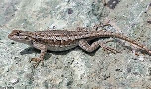 Image result for Greenish Grey Lizards