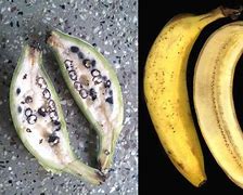 Image result for Banana Fungus