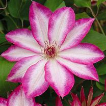 Image result for Clematis Picotee