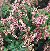 Image result for Pieris japonica Valley Rose