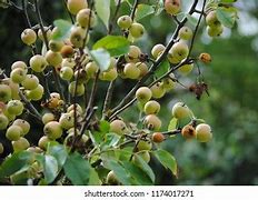 Image result for Healthy Apple Tree