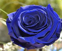 Image result for 24K Gold Dipped Midnight Blue Rose