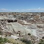 Image result for Petrified Forest National Park Fossils
