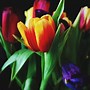 Image result for iPhone 7 Cases Tulips