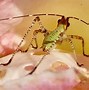 Image result for Local Cricket Insect