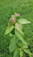 Image result for Lilac Leaves Turning Redish