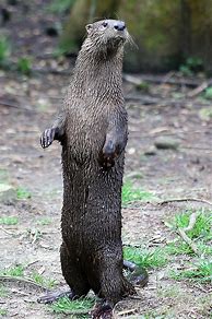 Image result for River Otter Standing