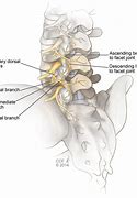 Image result for Lumbar Spinal Nerve Anatomy