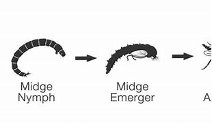 Image result for Insect Life Cycle Fly Fishing