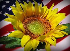 Image result for Americana Sunflowers Images