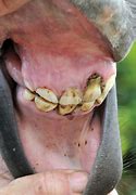 Image result for Warts On Horses Nose