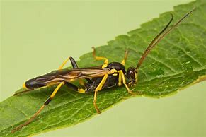 Image result for Ichneumon Wasp