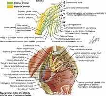 Image result for Sacral Plexus Anatomy