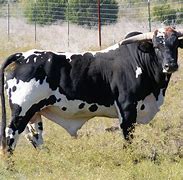 Image result for Bull Male Cow