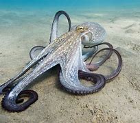 Image result for Octopus Colors