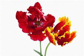 Image result for Flowers Against White Background