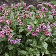 Image result for Pulmonaria Pretty in Pink