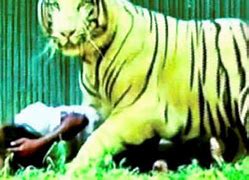 Image result for Maksood Khan Tiger