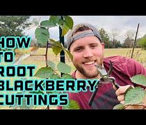 Image result for BlackBerry Plants Growing