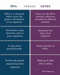 Image result for What Is the Difference Between Genes and Chromosomes