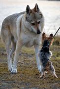Image result for Wolf Meets Dog