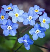 Image result for Forget-Me-Not Flowers