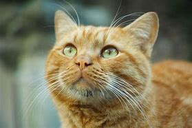 Image result for Mean Orange Cat