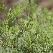 Image result for Artemisia abrotanum var. maritima Coca Cola