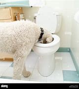 Image result for Dog Drinking Toilet Water