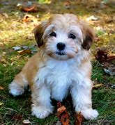 Image result for Top 10 Best Small Dog Breeds