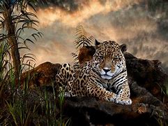 Image result for Free Animal Screensavers for Windows 10