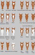 Image result for Types of Horse Carts