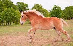 Image result for Draft Breeds Belgian Horse