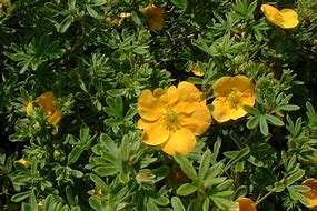 Image result for Potentilla fruticosa Tangerine