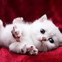 Image result for Cute Wallpapers of Cats
