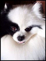 Image result for Pomeranian Party Color White Black