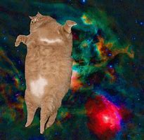 Image result for Floating Fat Cat Meme