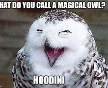 Image result for Happy Owl Meme