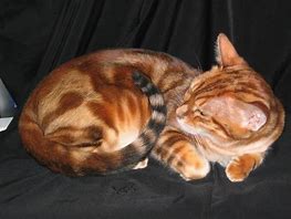 Image result for Orange Bengal Cat