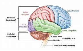 Image result for Otak Pada Manusia