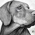 Image result for Realistic Cartoon Dog