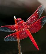 Image result for Dragonfly