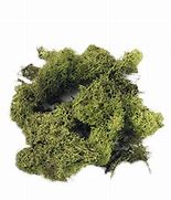 Image result for Moss Green