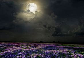 Image result for Flowery Field at Night